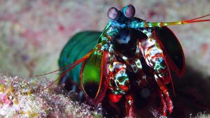 Top 10 Aquatic Animals With Incredible SuperPowers