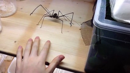 Jouer avec une araignée géante !!