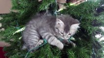 Funny Cats Attacking Christmas Tree - Cats Playing Compilation 2015