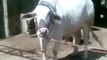 Most Beautiful Cow cow qurbani in lahore qurbani in bakra eid funny videos?syndication=228326