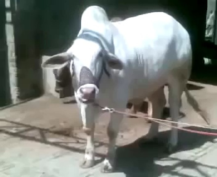 Most Beautiful Cow cow qurbani in lahore qurbani in bakra eid funny videos?syndication=228326