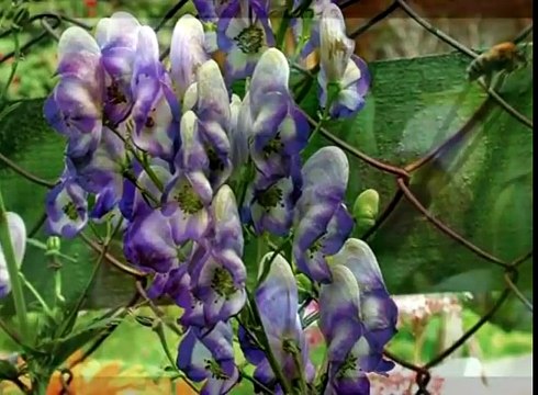 Самые ядовитые растения России