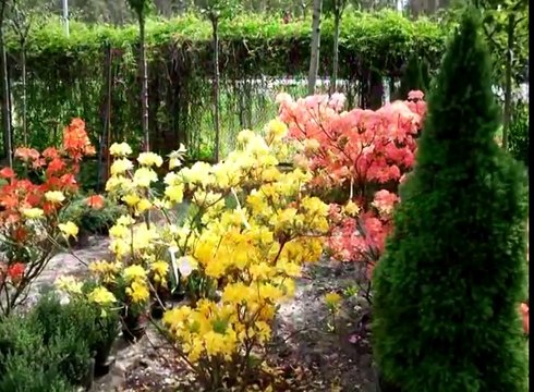 Ядовитые растения - дома