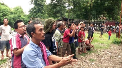 مسابقات لزقزقة العصافير تهدد ملايين الطيور في إندونيسيا