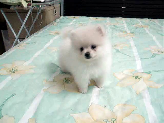 White Pomeranian Puppy