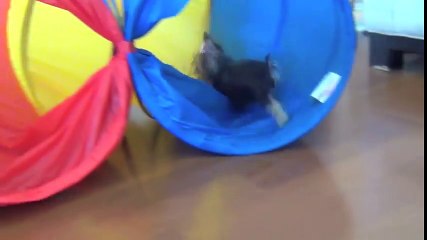 Worlds Smartest Cutest Puppy Misa Minnie 31 wks