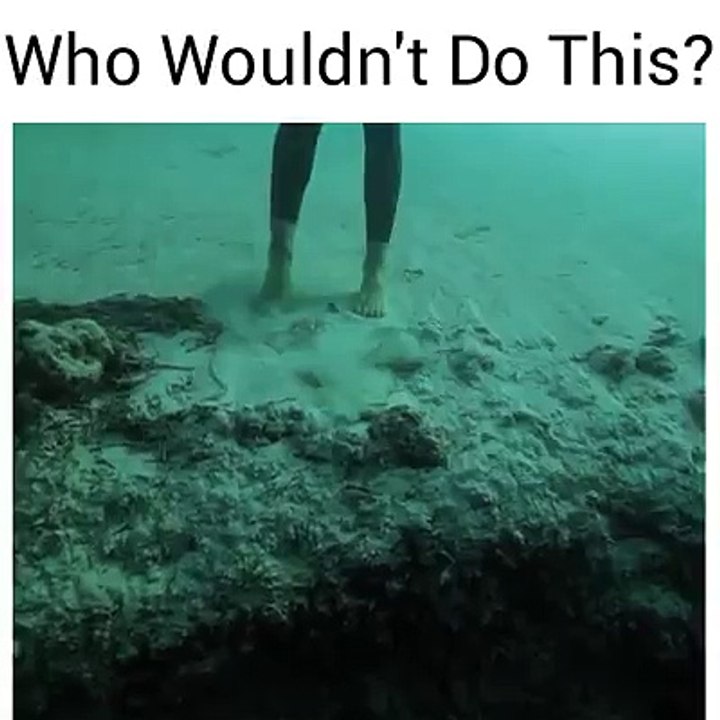 who would,t do this its amazing video