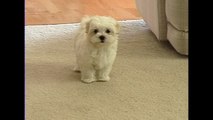 Cute tiny Maltese puppy barking at funny toy camera small dog puppies bark playing