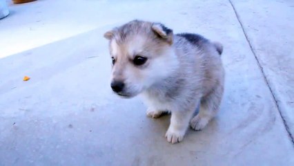 Husky Puppy s 1st Howl