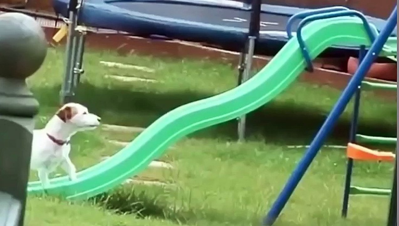 Funny Animal Compilation
