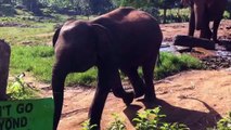Sri - Lanka Pinnawala Elephant Orphanage :Funny Baby Elephant Attack Part - 1