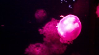 Beautiful Jellyfish in aquarium - Siam ocean world Bangkok Thailand