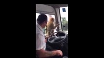 Smart monkey steals bus driver bag!