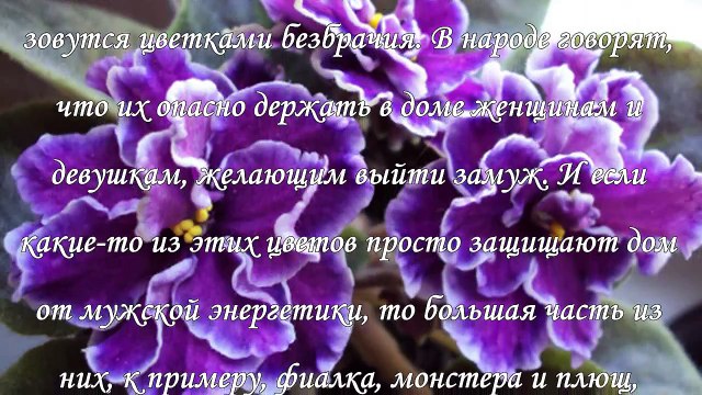 Цветок безбрачия, какие опасности он таит