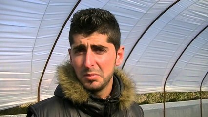 Fier, Prodhuesit e luleshtrydheve: Shteti duhet të na gjejë treg shitje