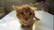 Little kittens meowing and talking - Cute cat-