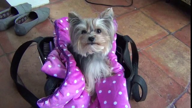 Misa Minnie Passes her Therapy Dog Test -