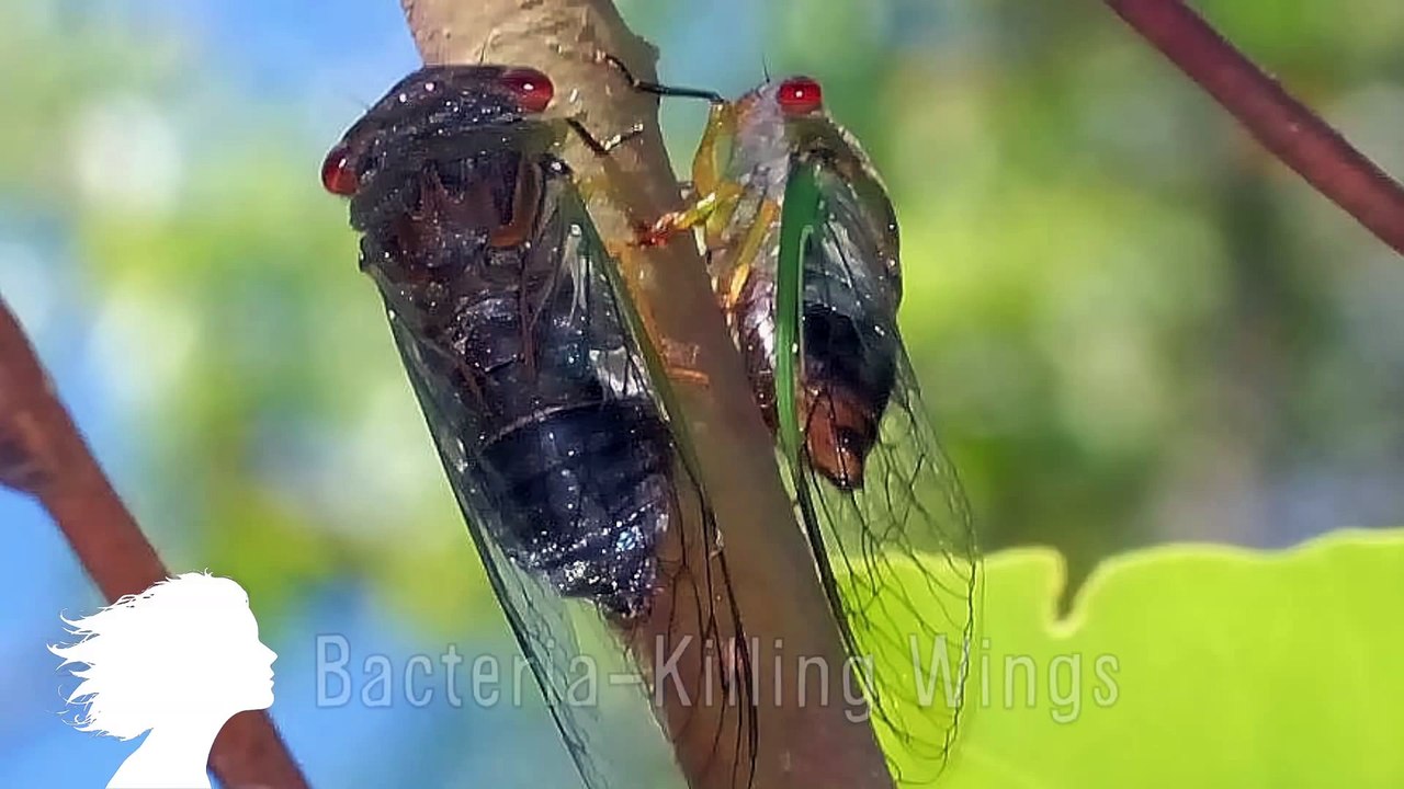 Bacteria Killing WINGS -- Mind Blow #60