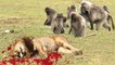 LION vs BABOON REAL FIGHT | LION ATTACK BABOON EXCLUSIVE