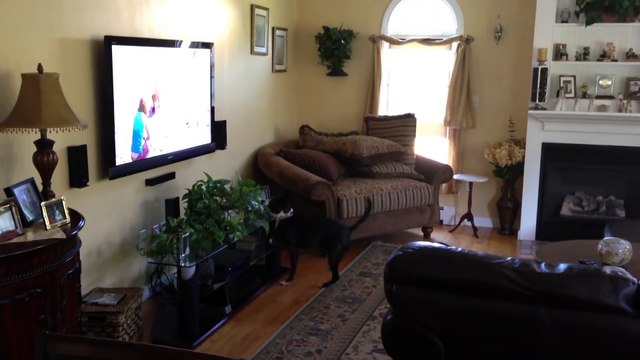 L'hilarante danse de la joie de ce chien tout heureux d'en voir d'autres à la télé