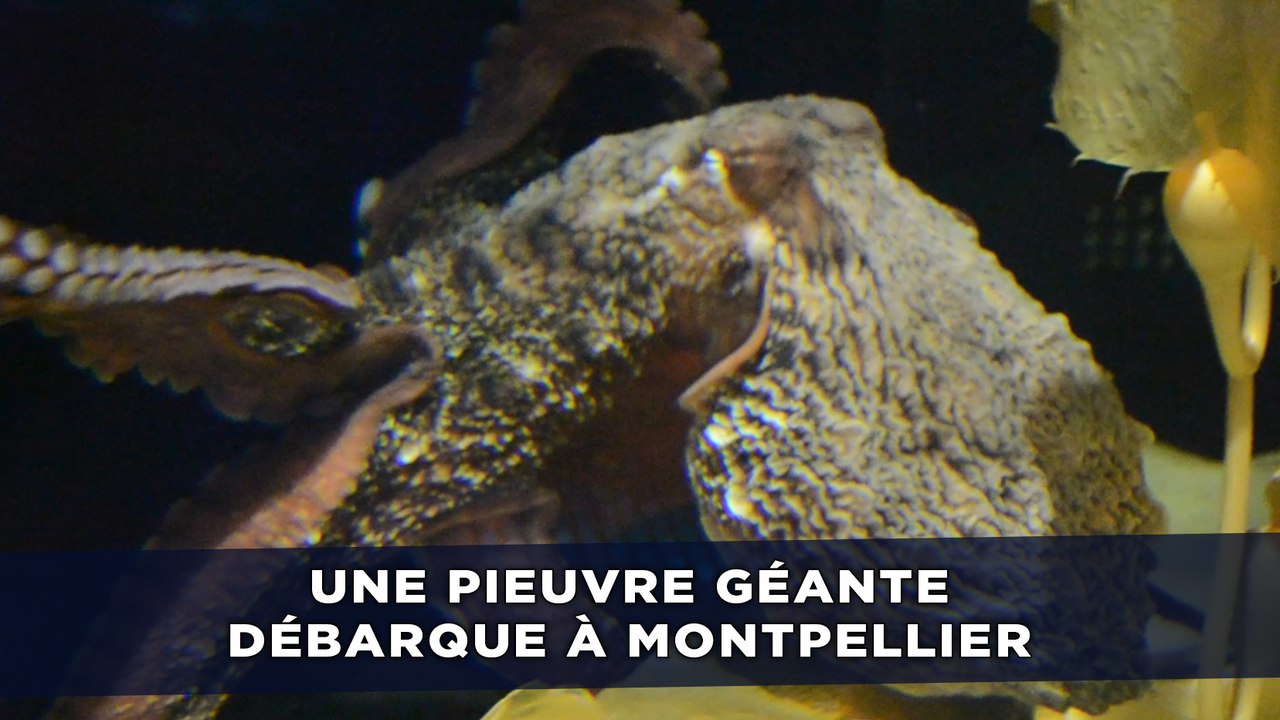 Une pieuvre géante débarque à l'aquarium Mare Nostrum de Montpellier