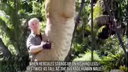 Abnormally Large Animals That Are Actually Real