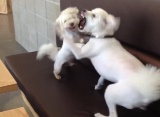 Dog break up fight