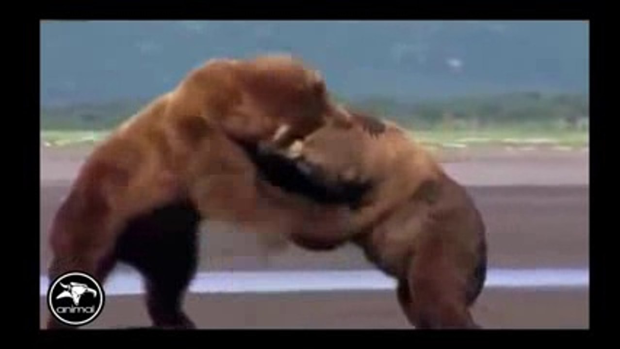 The Best Battle In Animal History - Real Fight To Death
