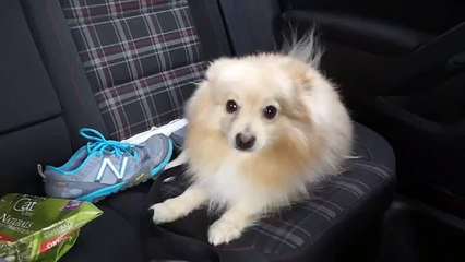 FIRST TIME SEEING SNOW (Funny Videos 720p)