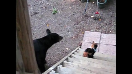 Bear attempts to take on a cat