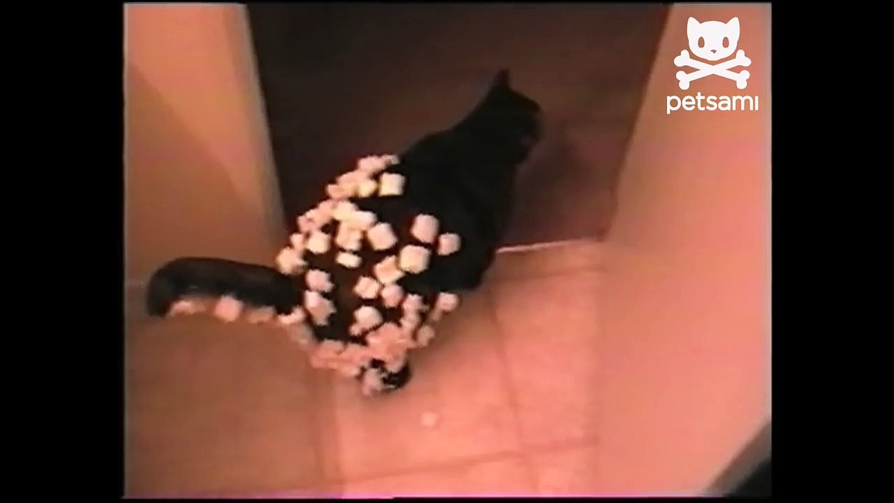 Black cat covered in styrofoam pellets