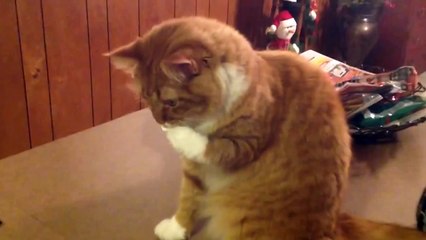 Cat Loves His Marshmallow