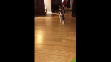 Cat Steals Singing Card