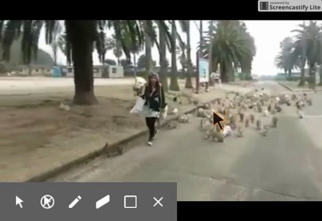 AMAZING RABBIT