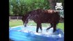 Horse splashes around in a kiddie pool