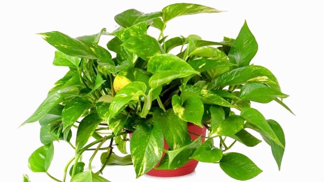 Top 10 Indoor Houseplants For Air Purification