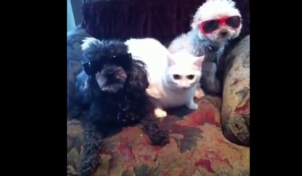 Funny Animal Compilation part III
