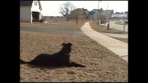 Patient Puppy Waits for the School Bus