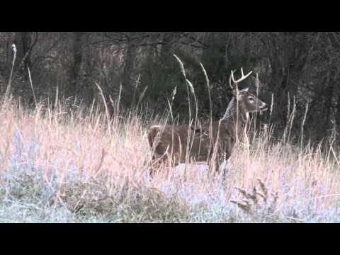Silent Draw Outdoors - Kansas Giants