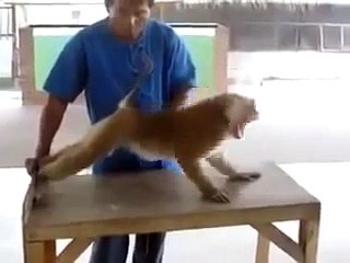 Даже обезьяна занимается спортом!