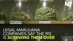 Legal Marijuana Companies Butt Heads With IRS