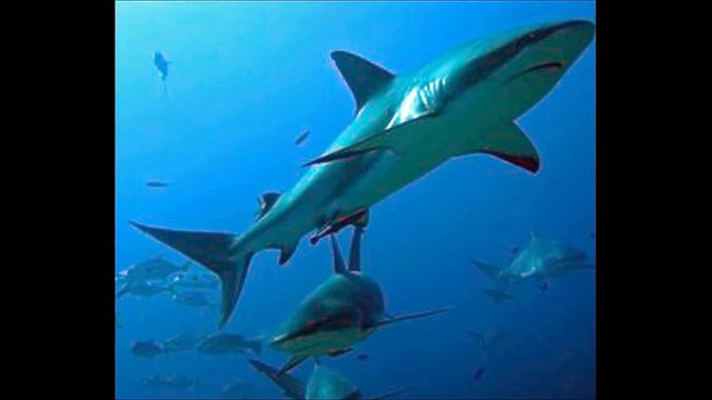 sea animals for kids