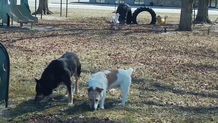Cat Won't Let Dog off the Leash