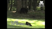 Courageous cat scares bear up tree