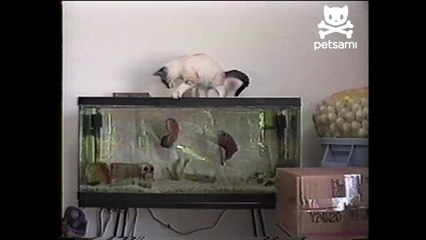 Curious cat gets attacked by fish