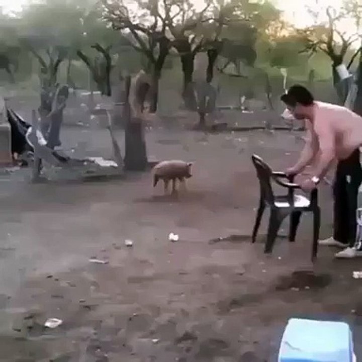 Yavru Domuzu Yakalamaya Çalışan Adamın Babayı Alışı