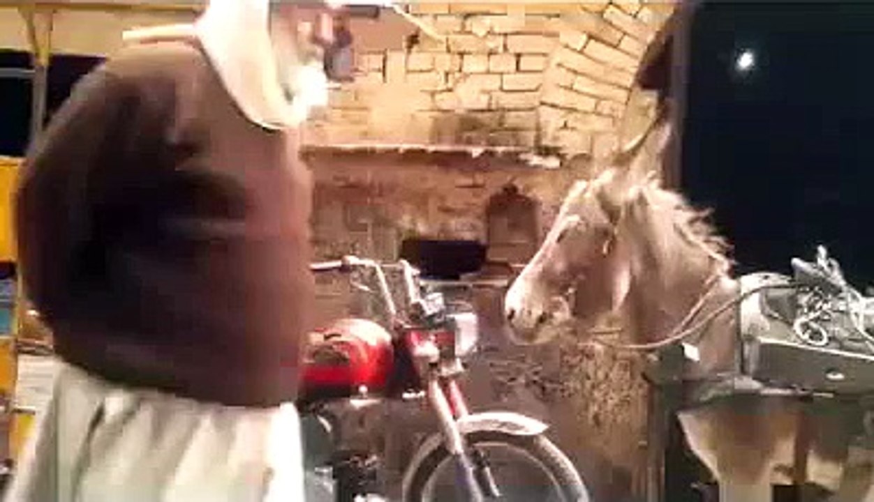 Donkey Fun