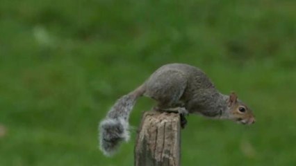 Squirrel causes power outage for 5,500 people