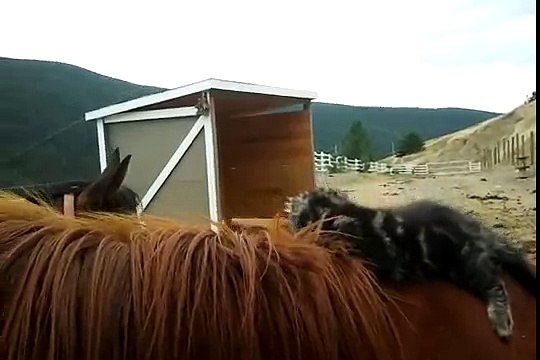 Забавный котенок играет с Лошадью