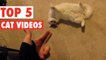 Top Cat Videos || Feb 5 2016